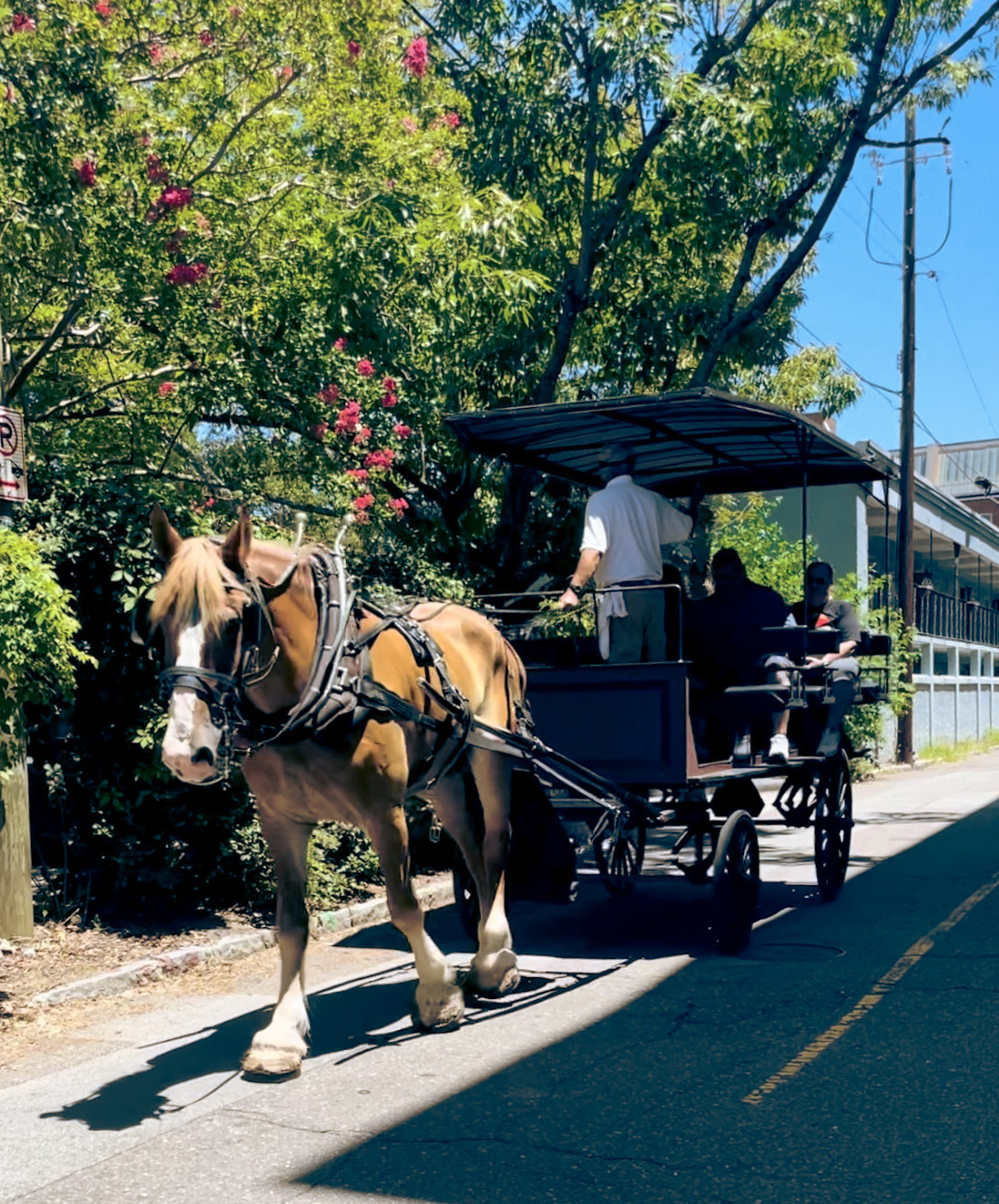 horse & carriage