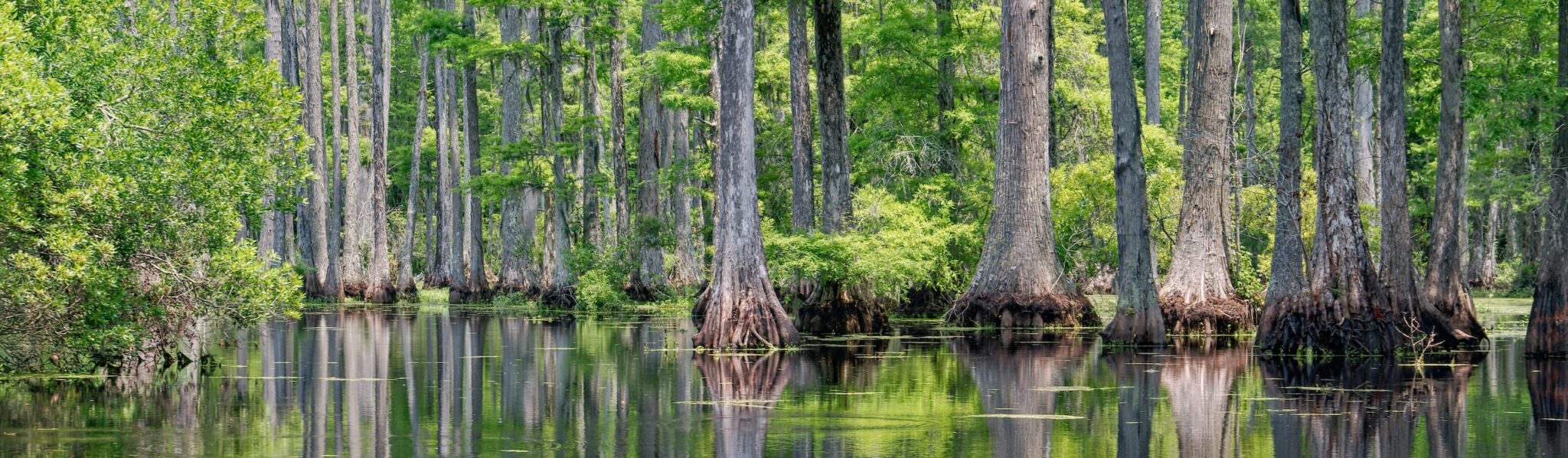 cypress forest