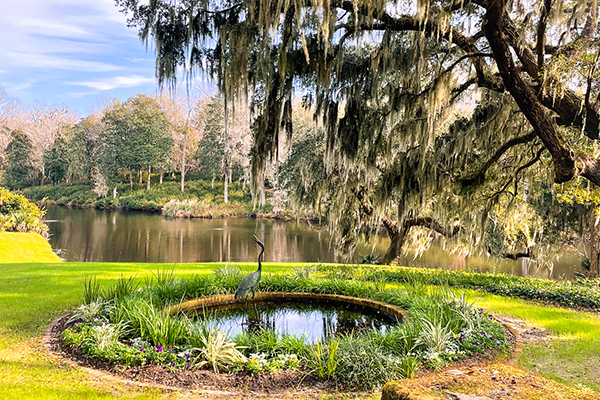 Thanksgiving at Middleton Place