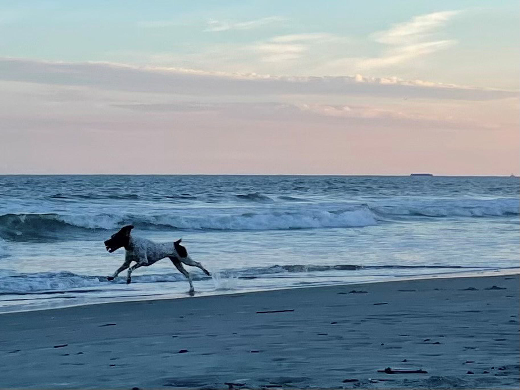 Dog on Folly Beach