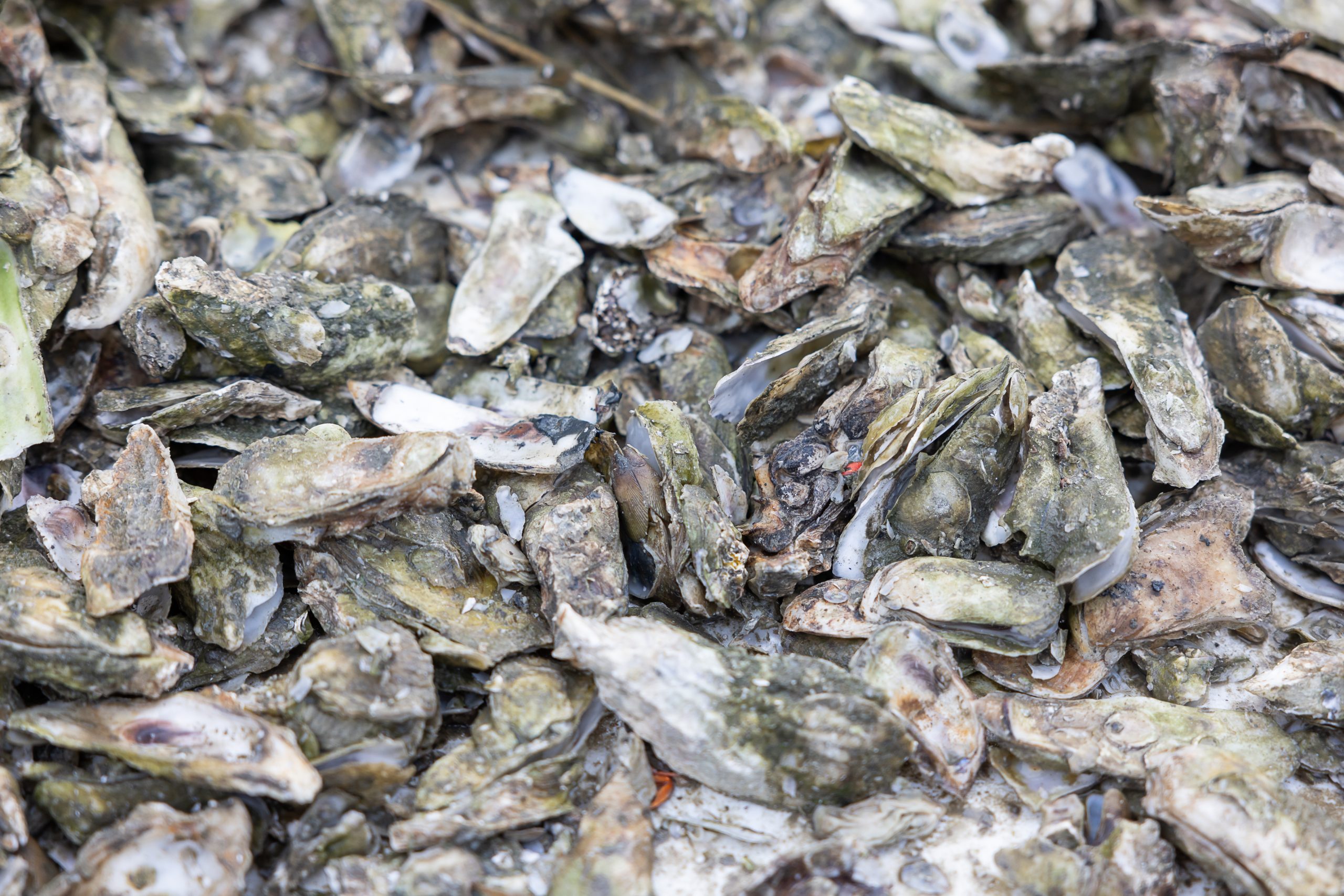 Oysters in Charleston