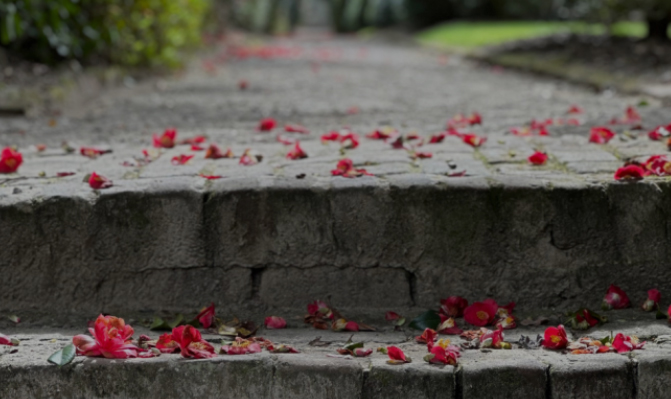 Camelias at Middleton Place